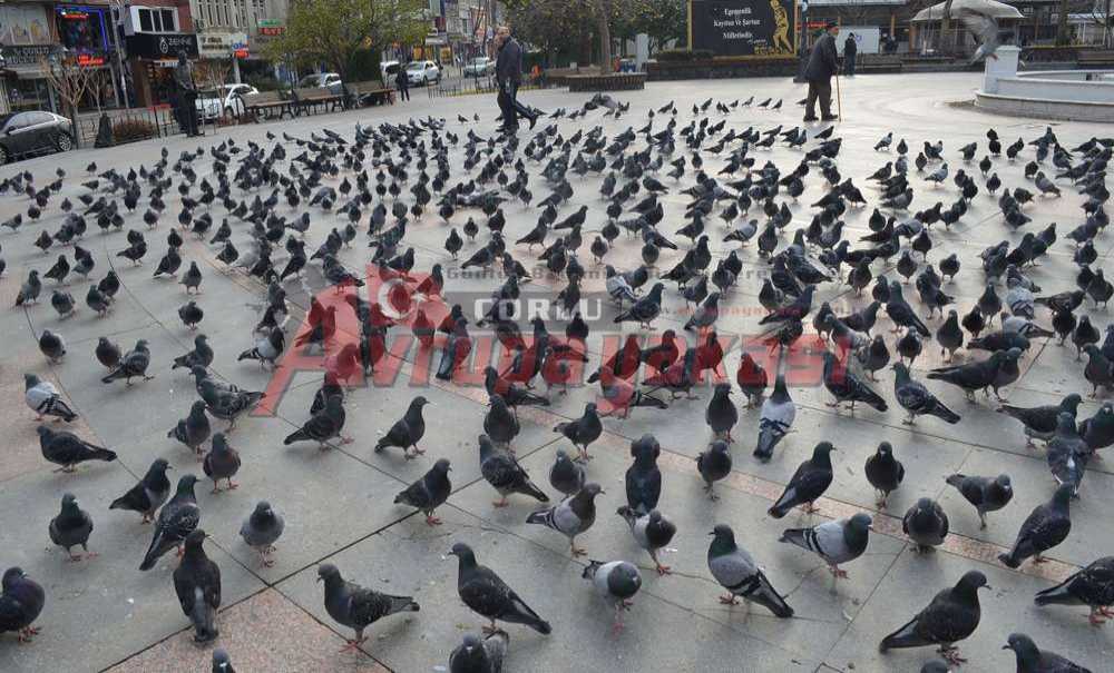 Cumhuriyet Meydanı Kuş Cenneti Oldu