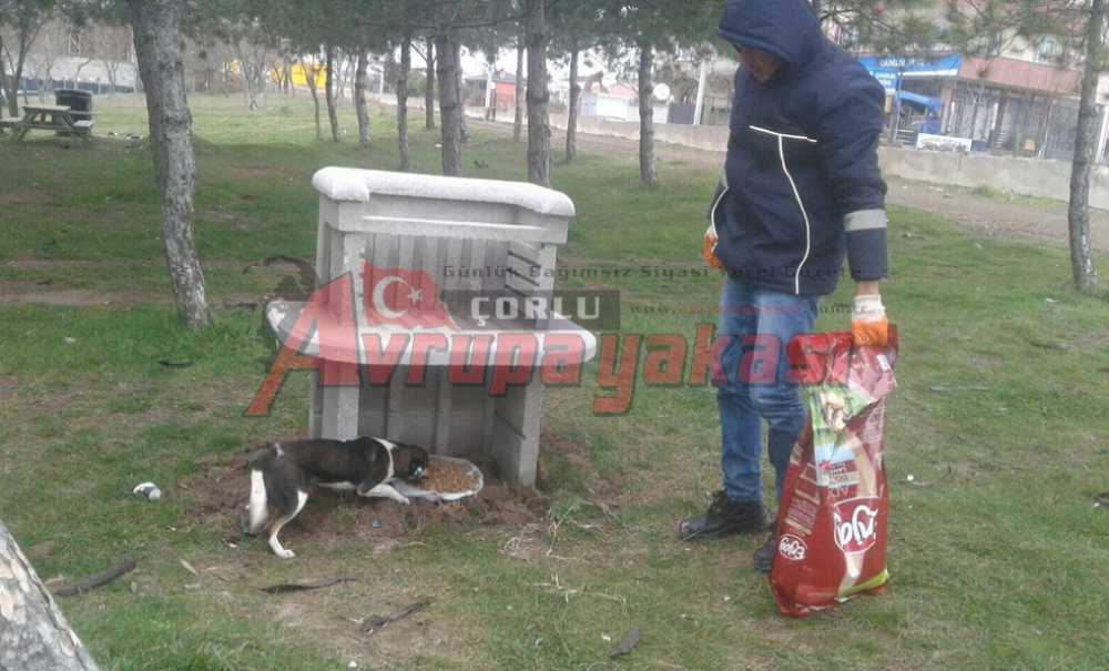 Ergene Belediyesi'nden Sokak Hayvanlarına Destek
