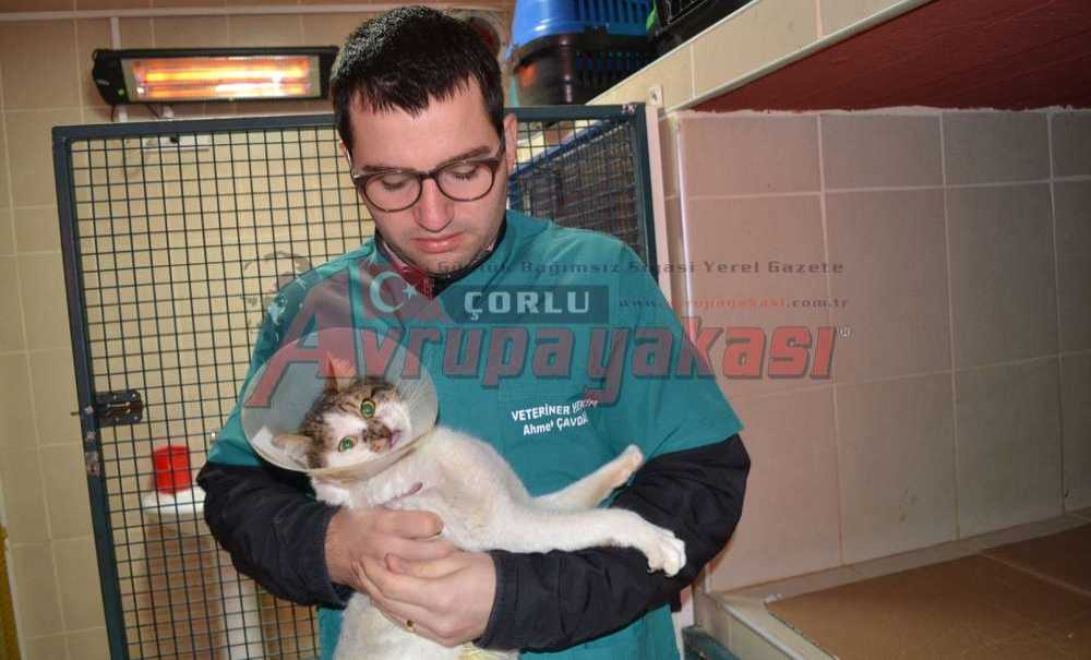 Sokak Hayvanlarının Merhamet Kapısı: Çorlu Belediyesi Hayvan Barınağı