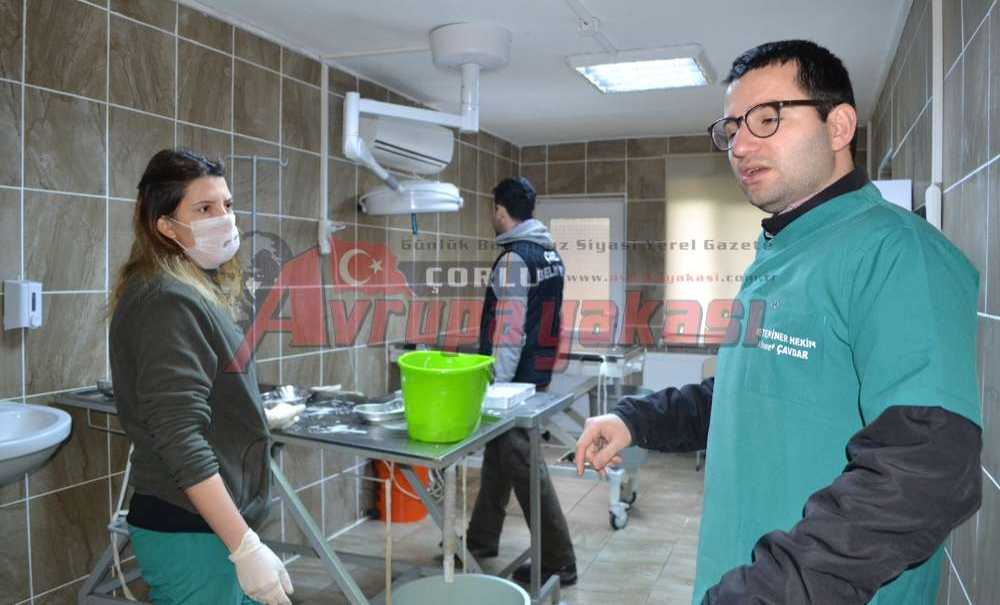 Sokak Hayvanlarının Merhamet Kapısı: Çorlu Belediyesi Hayvan Barınağı