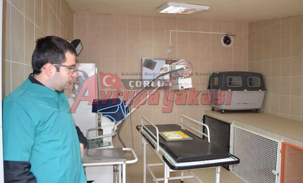 Sokak Hayvanlarının Merhamet Kapısı: Çorlu Belediyesi Hayvan Barınağı