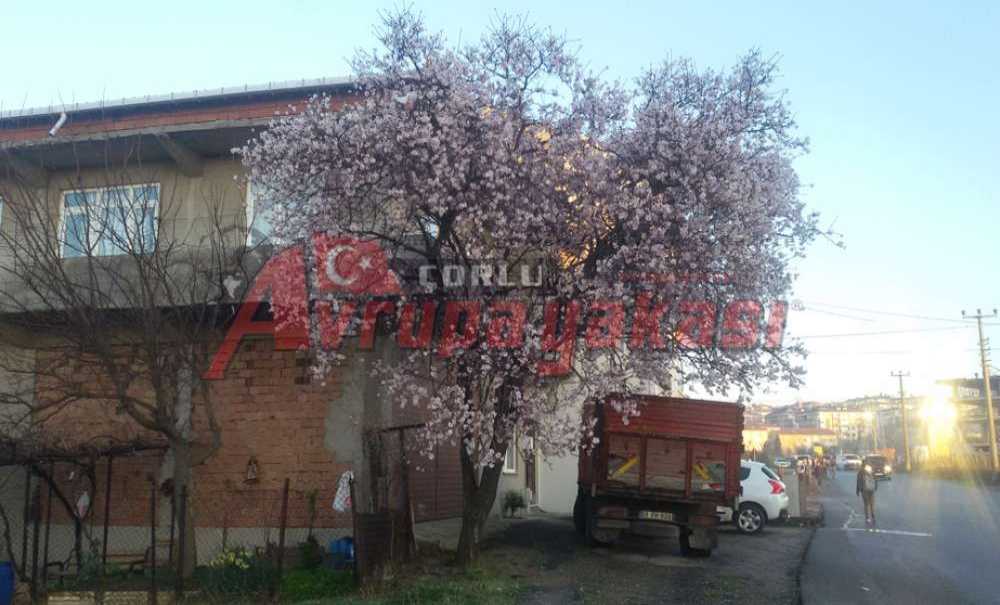 Yalancı Bahar, Çiçek Açtırdı