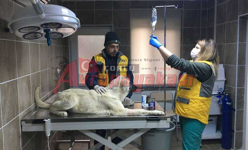 Yavru Köpek Donmaktan Kurtarıldı