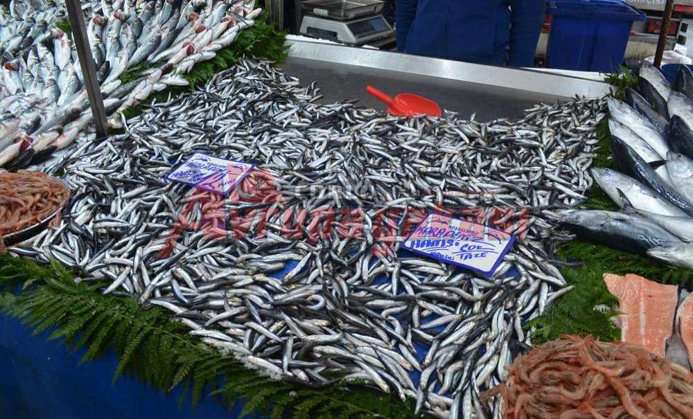 Denizlerde Balık Azaldı