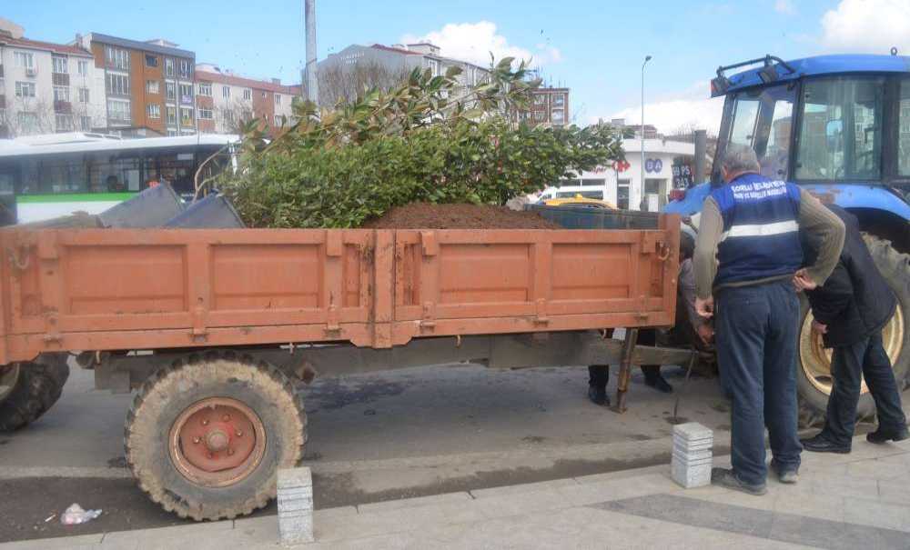 Çorlu'yu Ağaçlandırma Çalışmaları Sürüyor