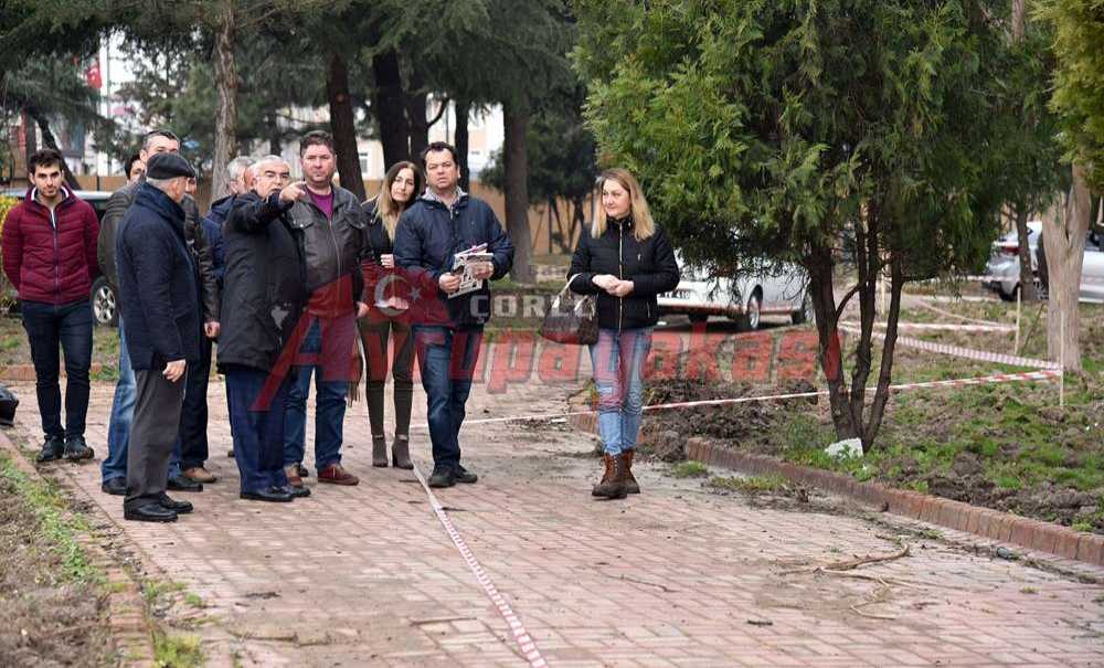 Baysan'dan Ağaç Açıklaması