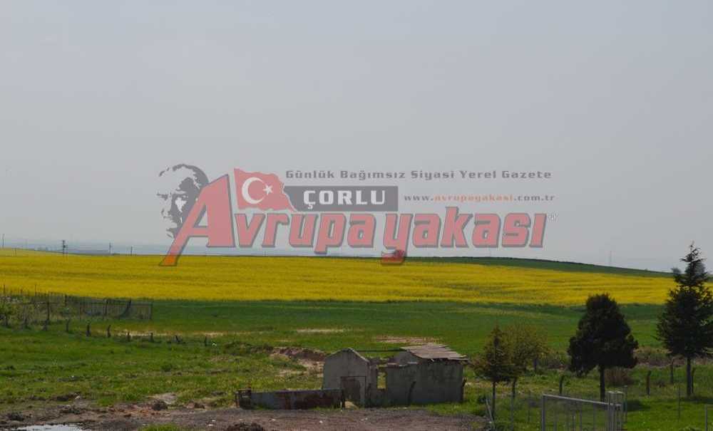 Kanolalar Çiçek Açtı