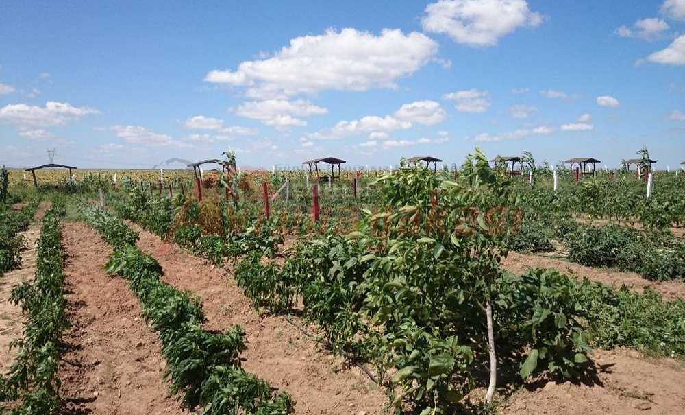 Haydi Çocuklar Toprakla Buluşmaya