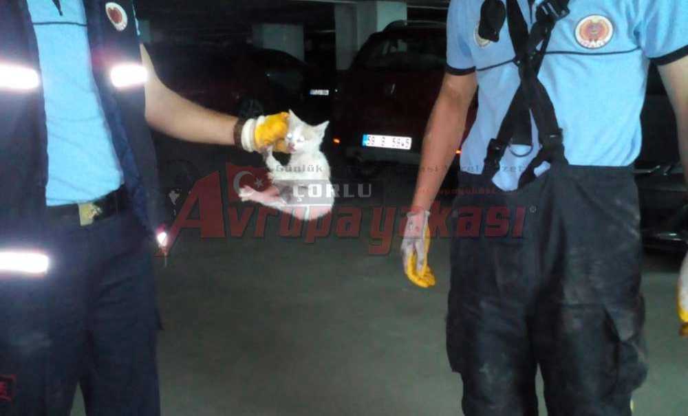 Yavru Kedi Uzun Uğraşlar Sonucu Kurtarıldı