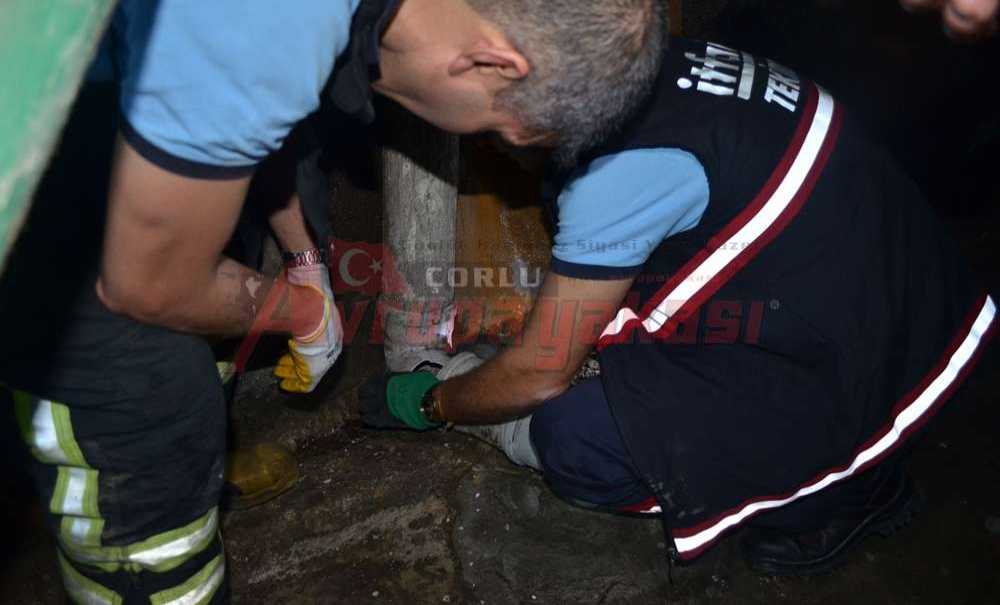 Yavru Kedi Uzun Uğraşlar Sonucu Kurtarıldı