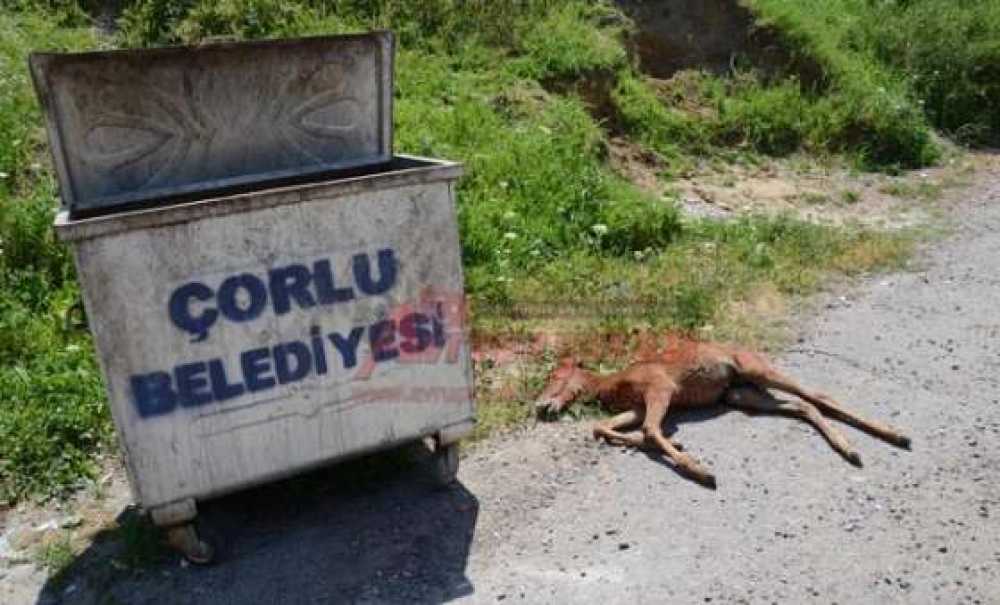 İnsanlık Ölmüş Dedirten Olay