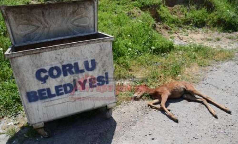 İnsanlık Ölmüş Dedirten Olay