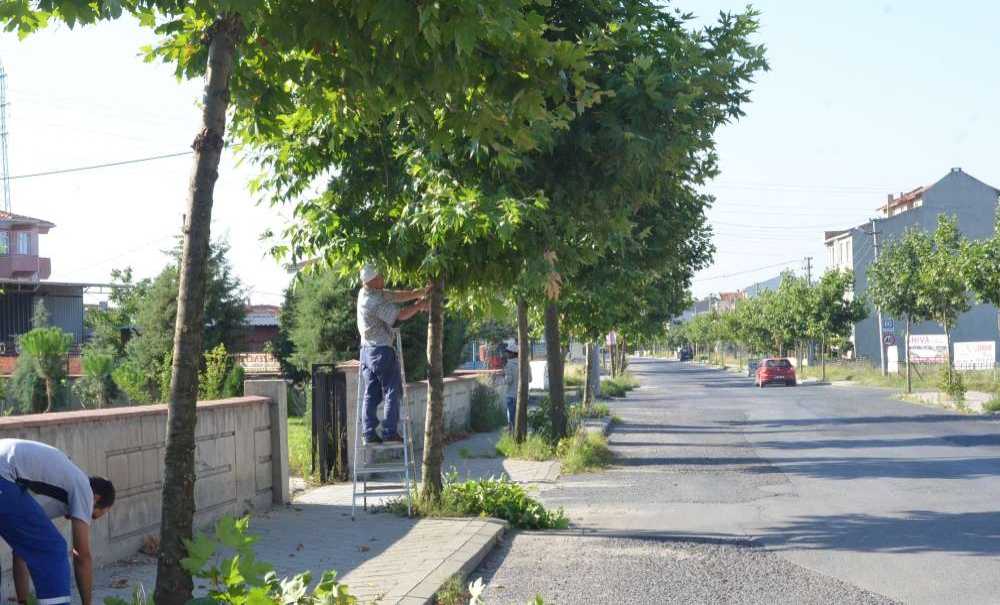 Ağaçları Budadılar