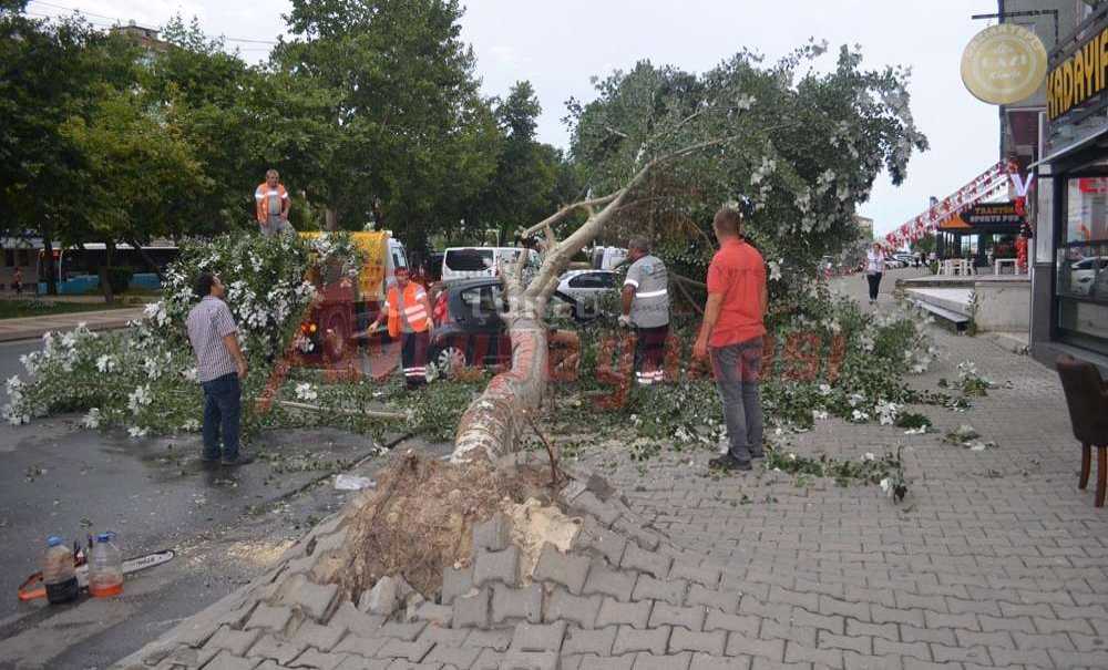 Şiddetli Rüzgar Ağacı Devirdi