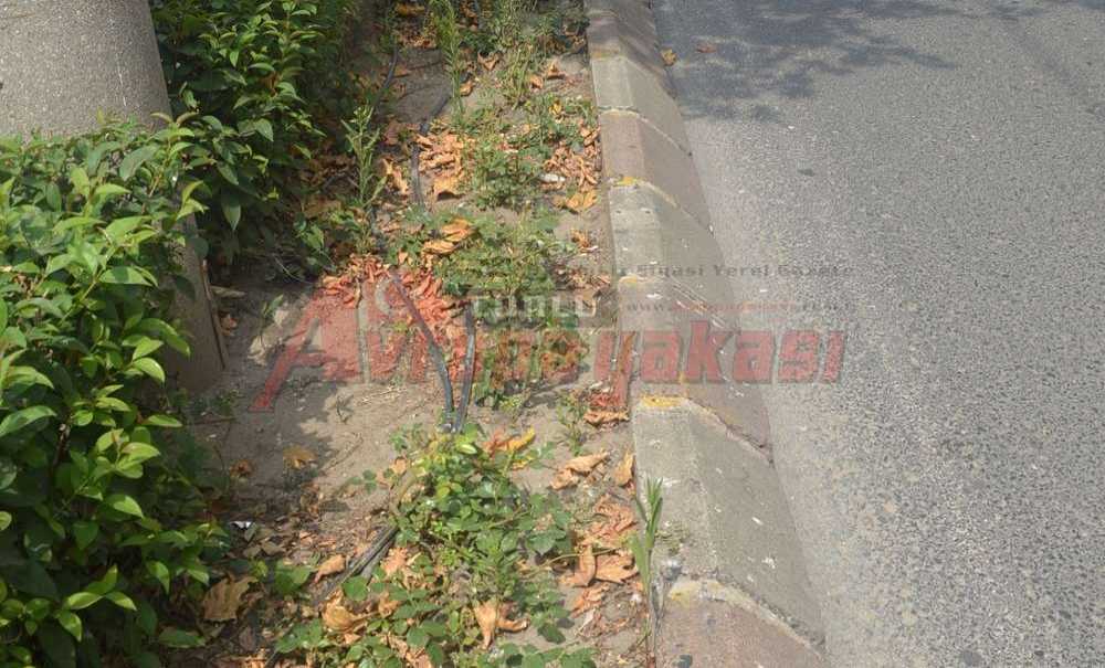 Yapraklar Dökülmeye Başladı