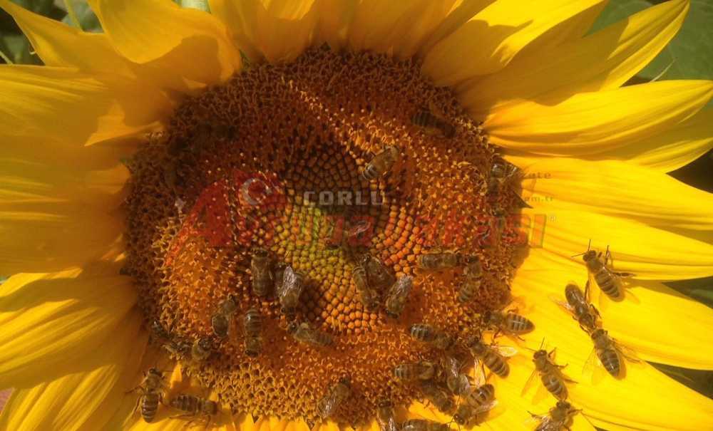 Trakya'da Yüzde 30'a Varan Arı Ölümleri Yaşandı