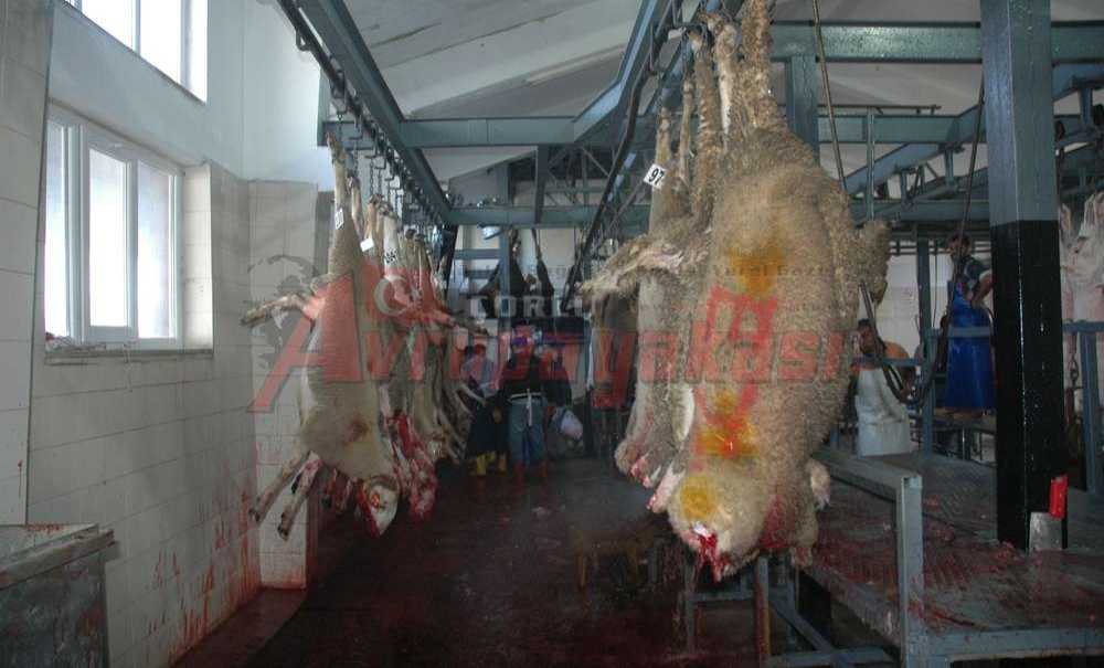 Çorlu Mezbahasında Modern Kesim