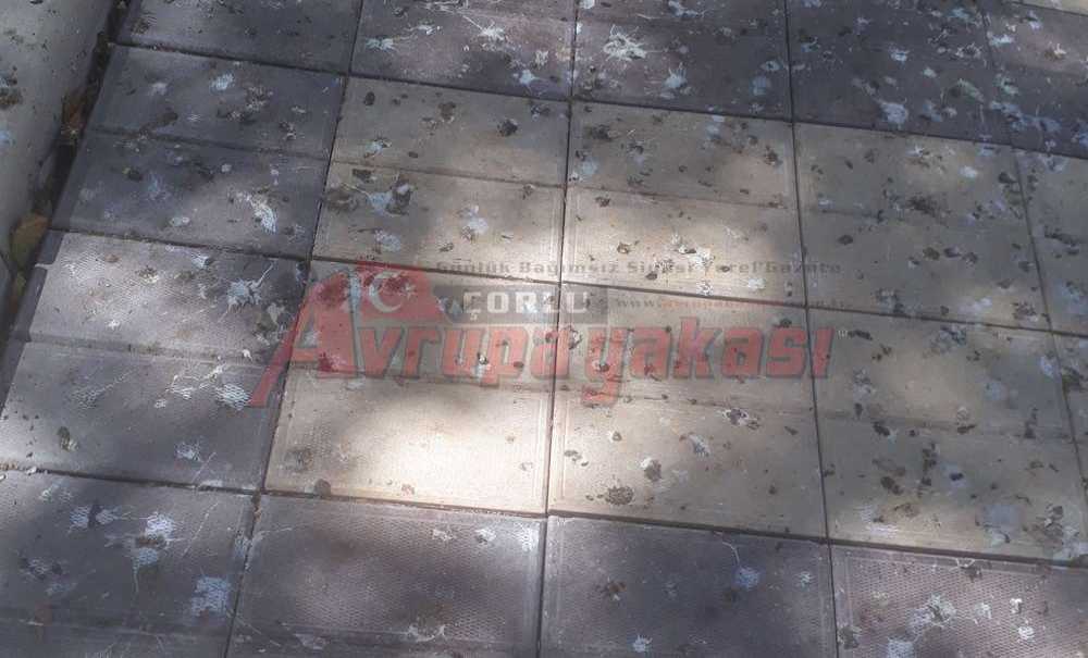 Kuş Pislikleri Kaldırımları Kirletiyor
