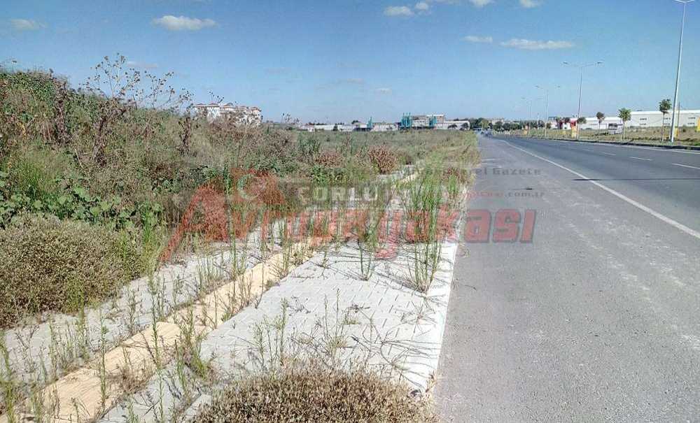 Kaldırımları Ot Bürüdü