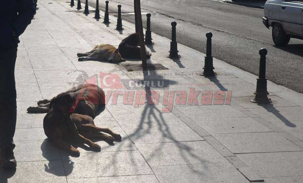 Sokak Köpekleri Vatandaşları Ürkütüyor