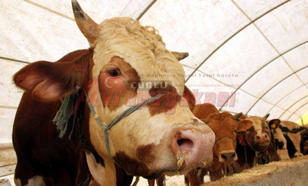 Şarbon Haberi Asılsız