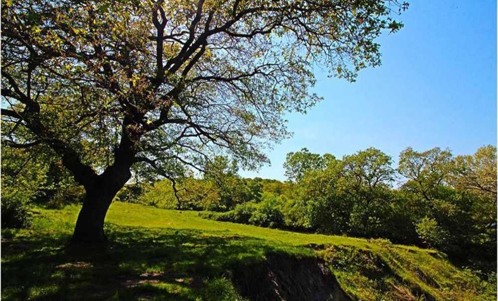 180 Bin Ağaç Kesilecek