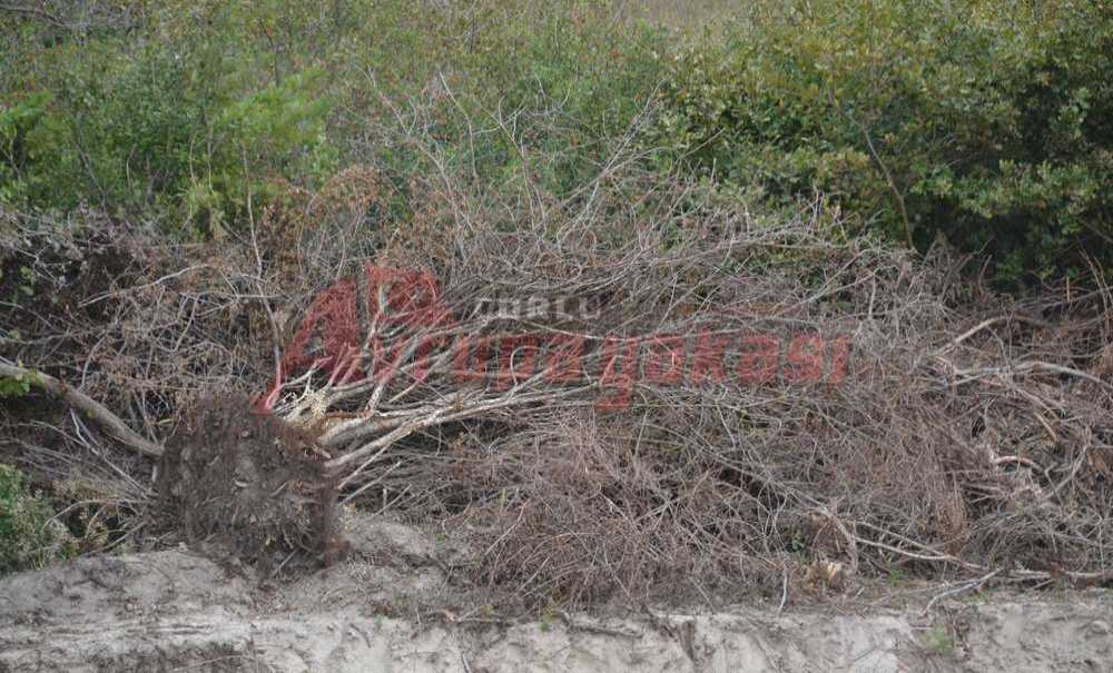 180 Bin Ağacın Kesilmesi “Olumlu”