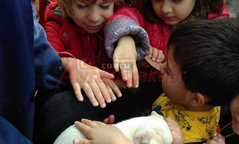 Hayvan Bakımevimize Ziyaretçi Akını