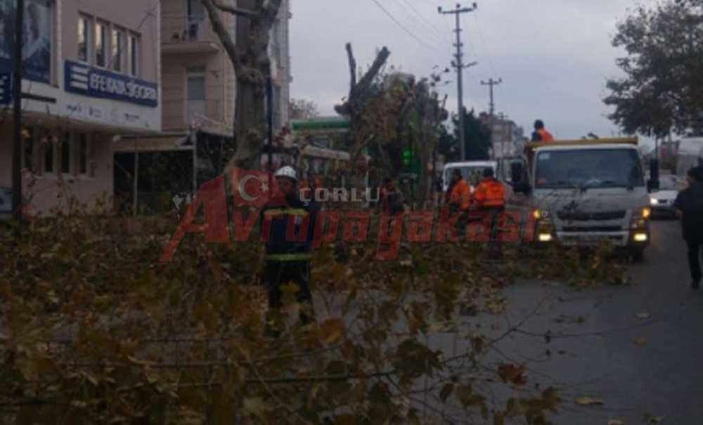 Kış Hazırlıkları Nedeniyle Ağaçlar Budandı
