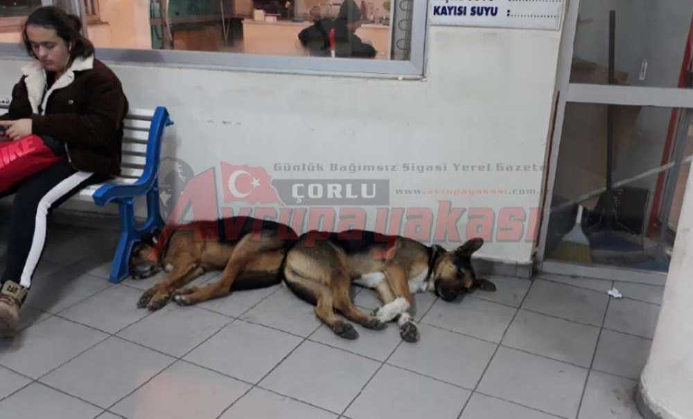 Çorlu Otogarının Misafirleri Var