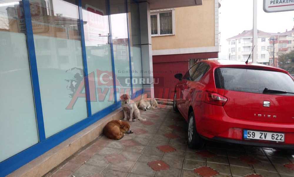 Saçak Altlarına Sığındılar