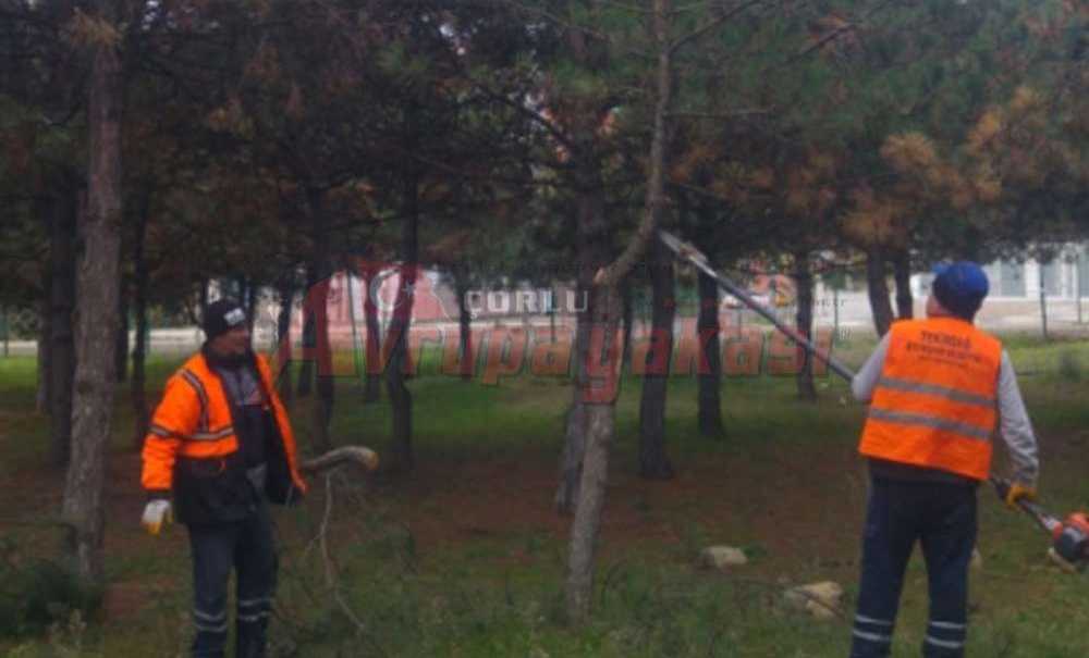 Cumhuriyet Parkı'ndaki Ağaçlar Budandı