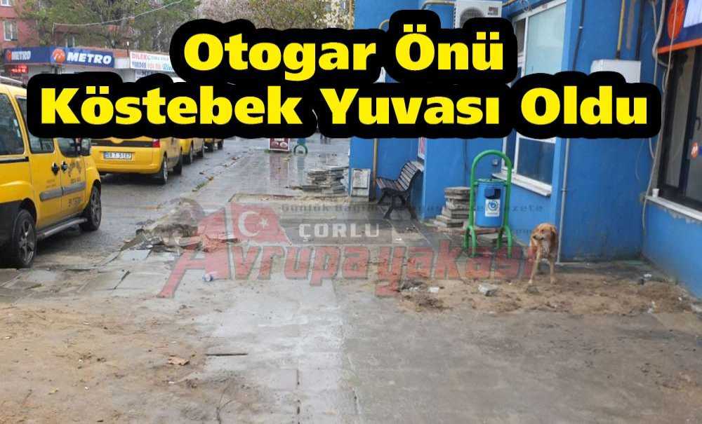 Otogar Önü Köstebek Yuvası Oldu