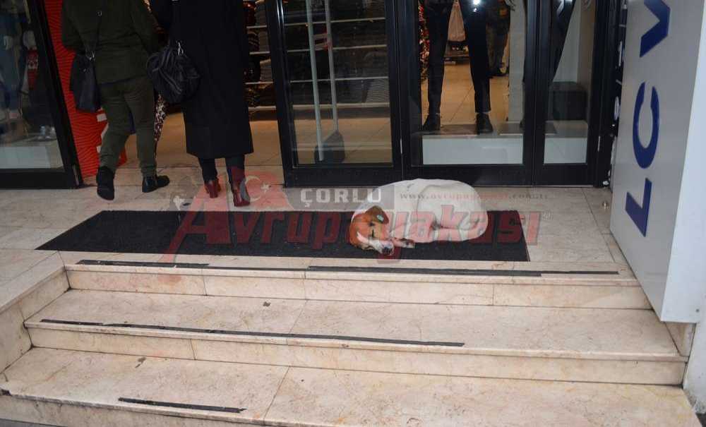 Sokak Hayvanları Dükkanların Önüne Sığındı