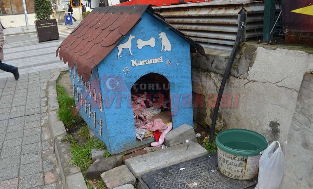 Sokak Hayvanlarını Soğuktan Koruyorlar