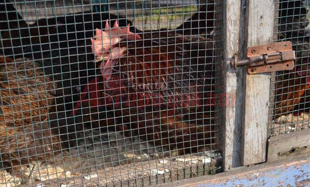 Genelde Adaklık İçin Alıyorlar