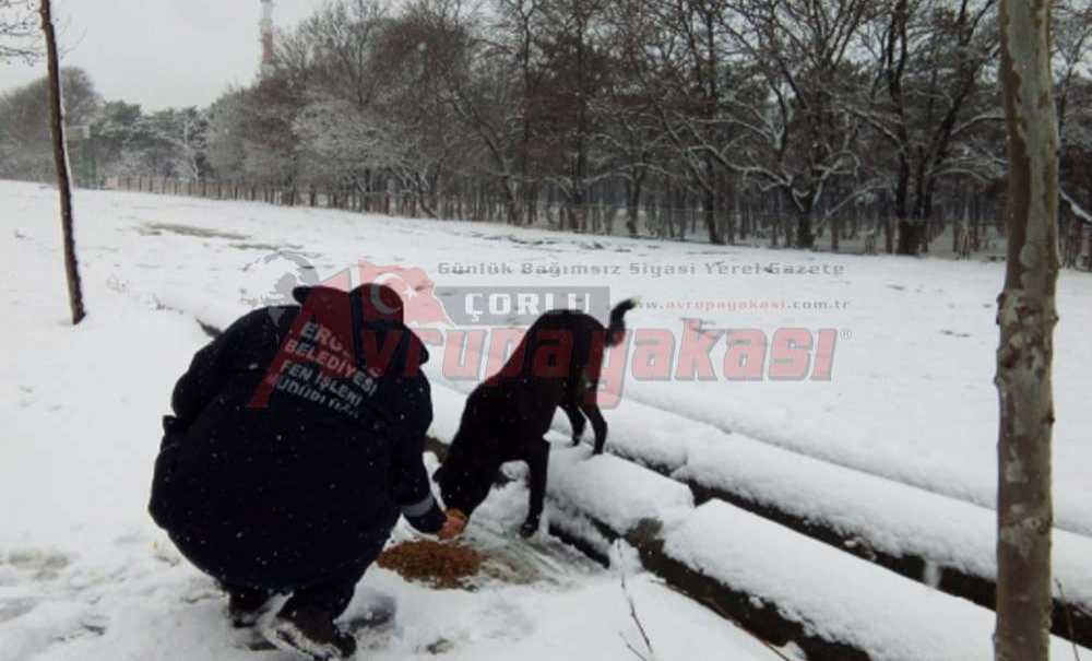 Ergene Belediyesi Can Dostlarına Sahip Çıkıyor