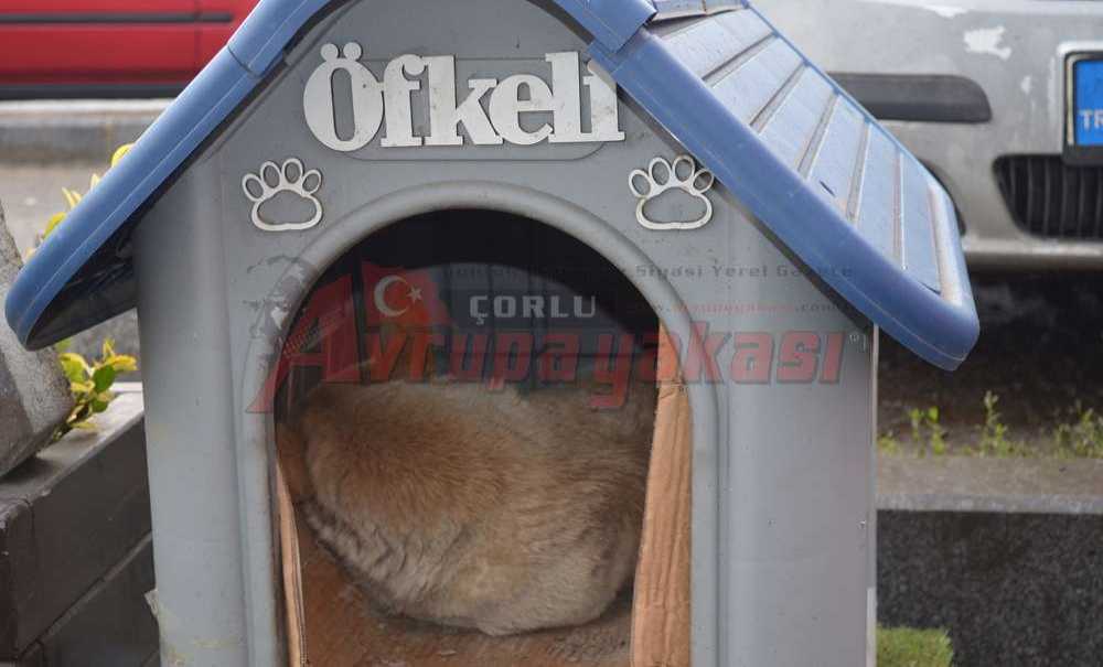 Öfkeli'nin Keyfi Yerinde