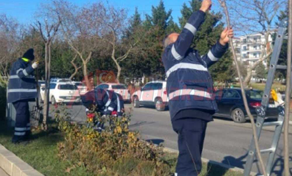Ağaç Ve Güllerin Mevsimsel Budaması Yapıldı