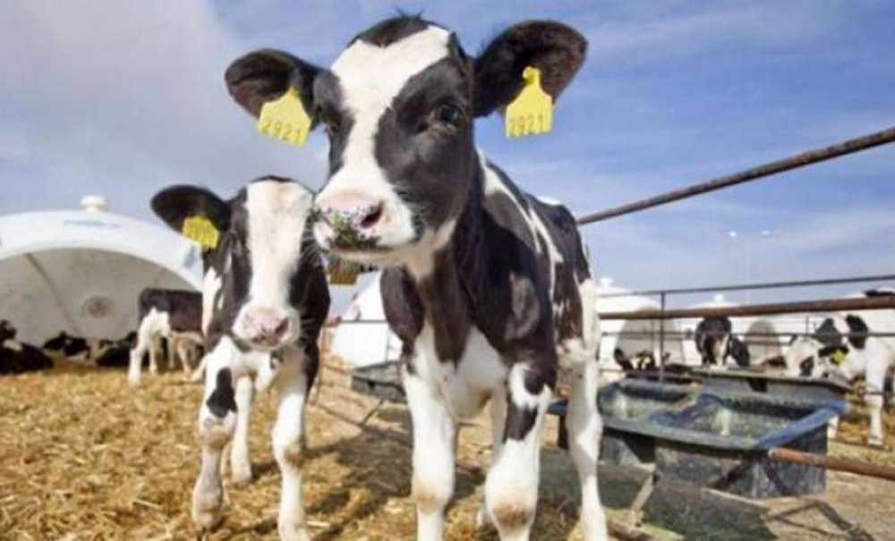 Buzağı Destekleme Ödemeleri Devam Ediyor