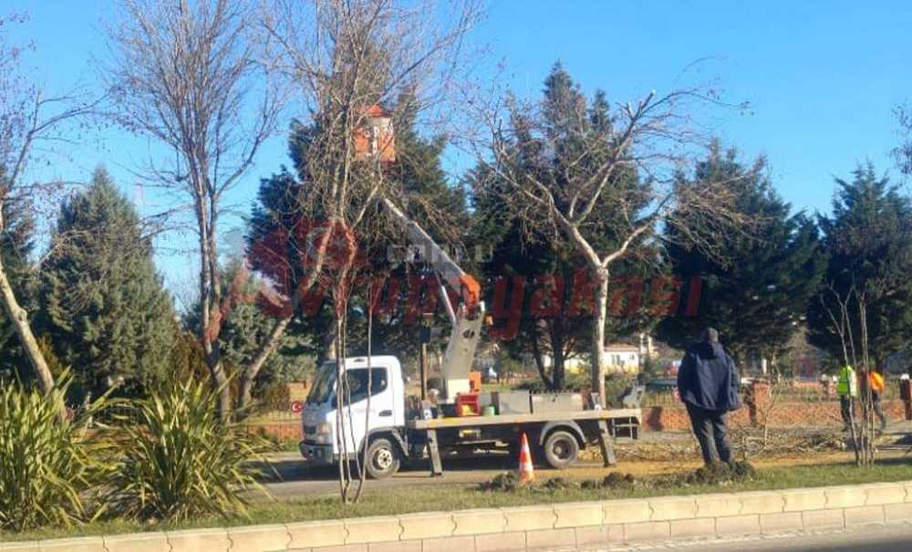 Elektrik Tellerine Temas Eden Dallar Budandı