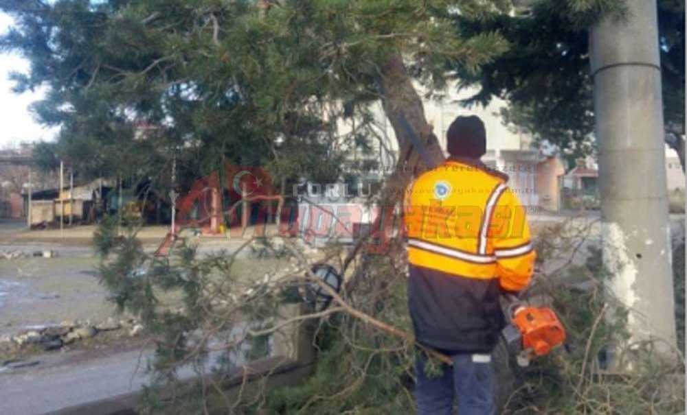 Ergene De Ağaçlar Budandı