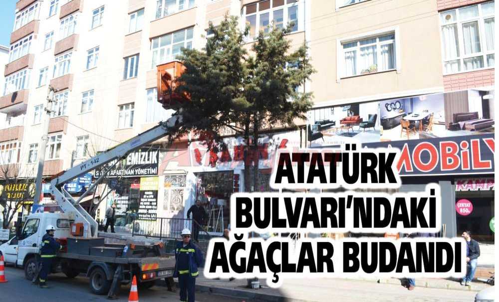 Atatürk Bulvarı'ndaki Ağaçlar Budandı