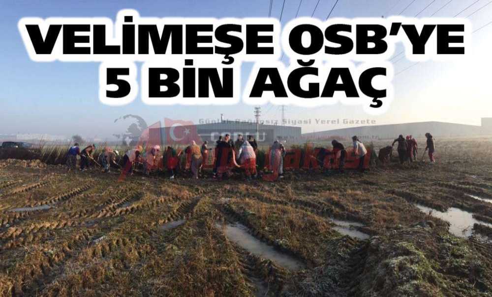 Velimeşe Osb'ye 5 Bin Ağaç
