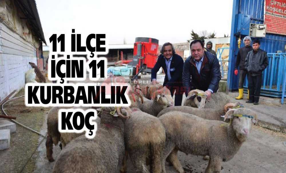 11 İlçe İçin 11 Kurbanlık Koç