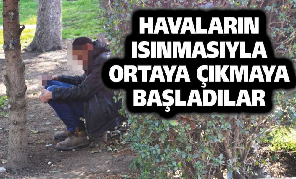Havaların Isınmasıyla Ortaya Çıkmaya Başladılar