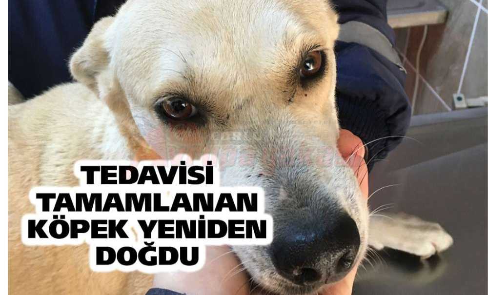 Tedavisi Tamamlanan Köpek Yeniden Doğdu