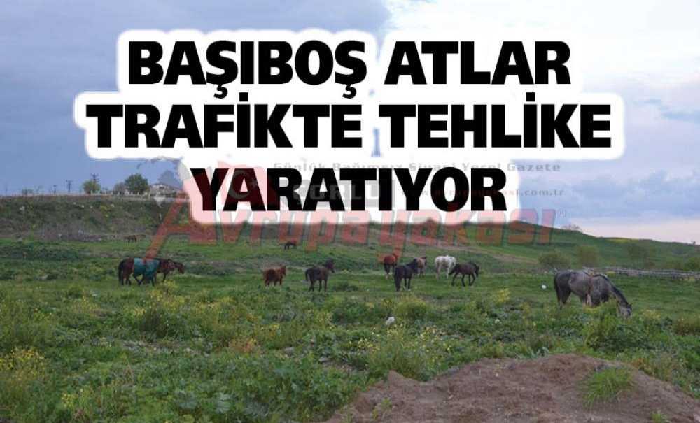 Başıboş Atlar Trafikte Tehlike Yaratıyor
