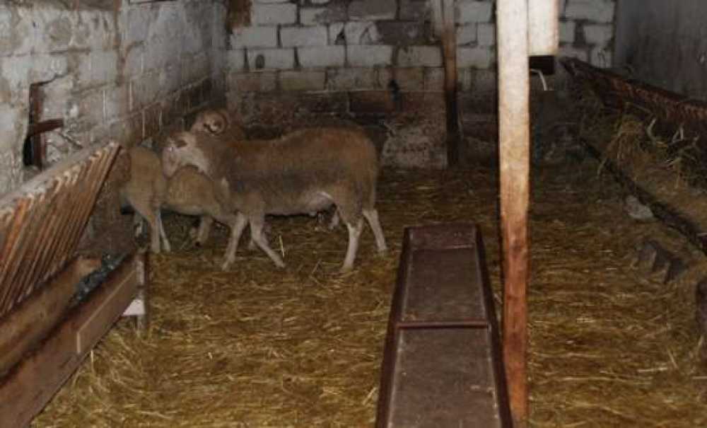 Çorlu'da Hayvan Hırsızlığı