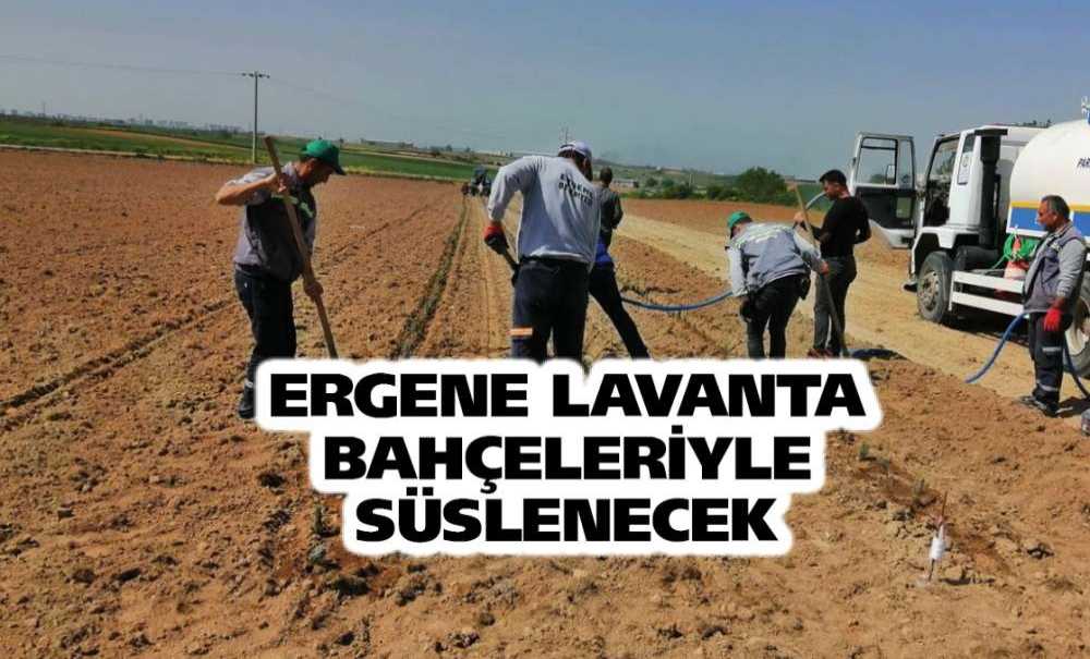 Ergene Lavanta Bahçeleriyle Süslenecek